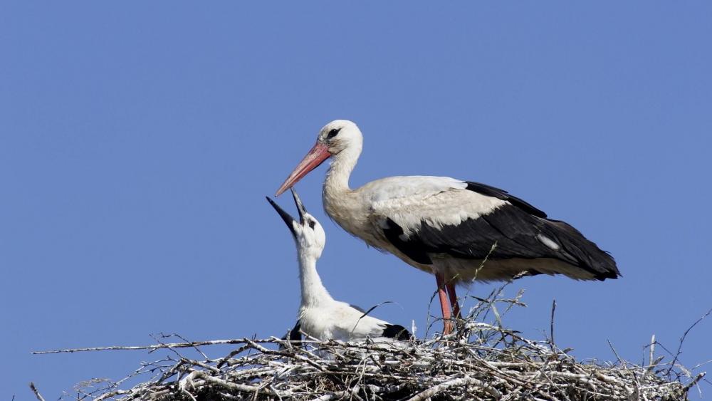 Baby stork in the nest wallpaper