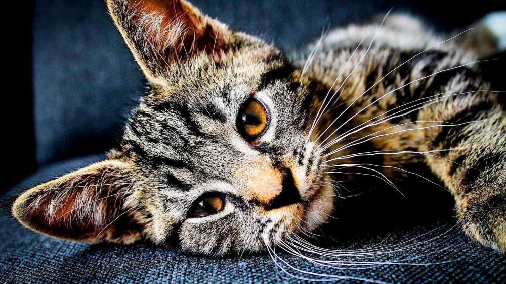 Beautiful cat - Close up photography wallpaper
