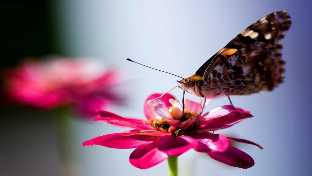 Butterfly - Macro photography wallpaper