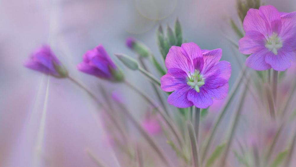 Purple flower - Close up photography wallpaper