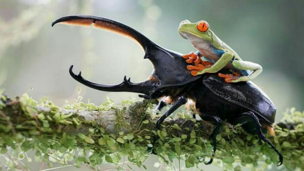 A frog riding a stag beetle wallpaper