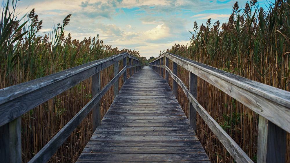 Boardwalk through marsh reeds wallpaper