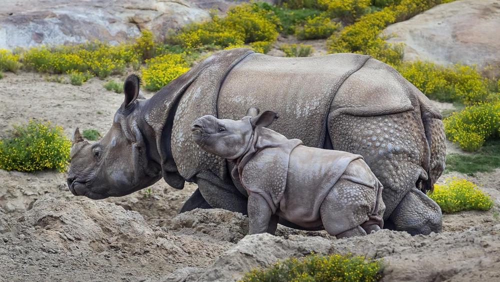 Baby rhino under the watchful eye of her mother wallpaper