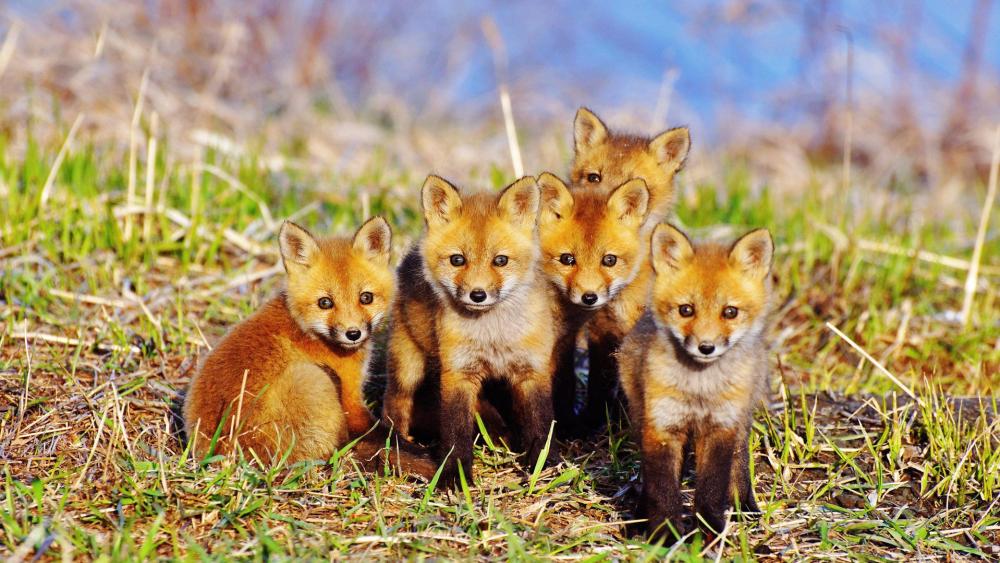 Cute red fox cubs wallpaper