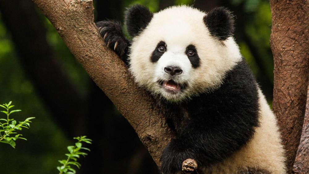Cute panda bear on the tree wallpaper