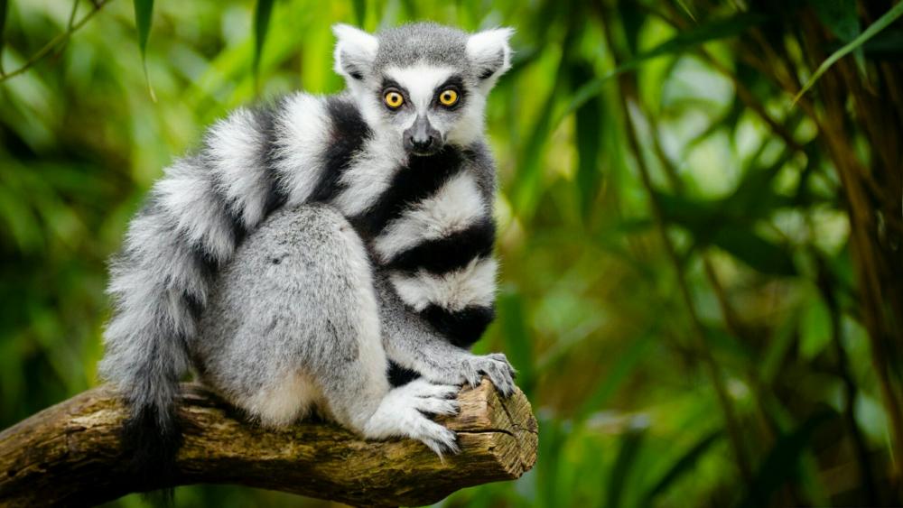Cute Ring-tailed lemur wallpaper