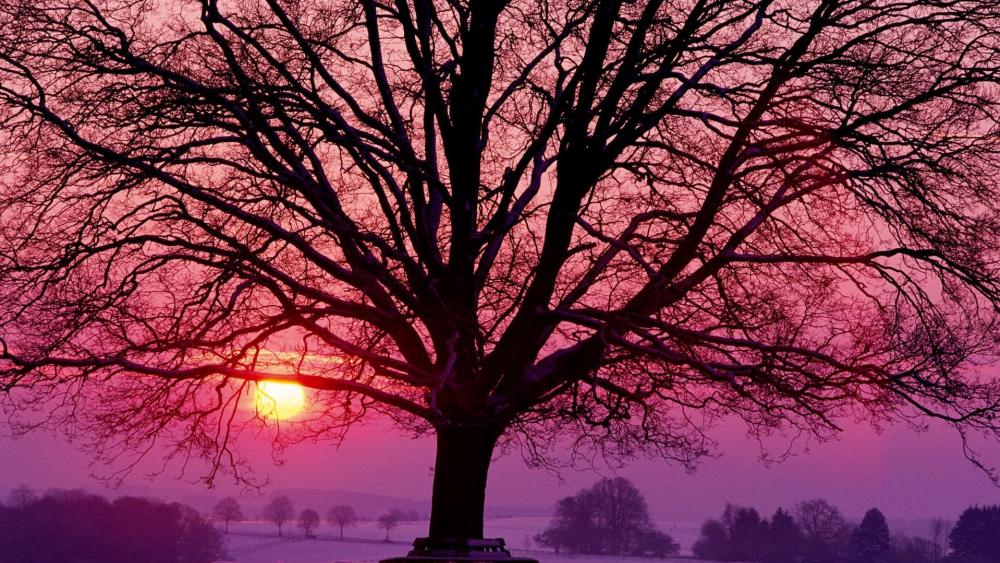Pink winter sunset wallpaper