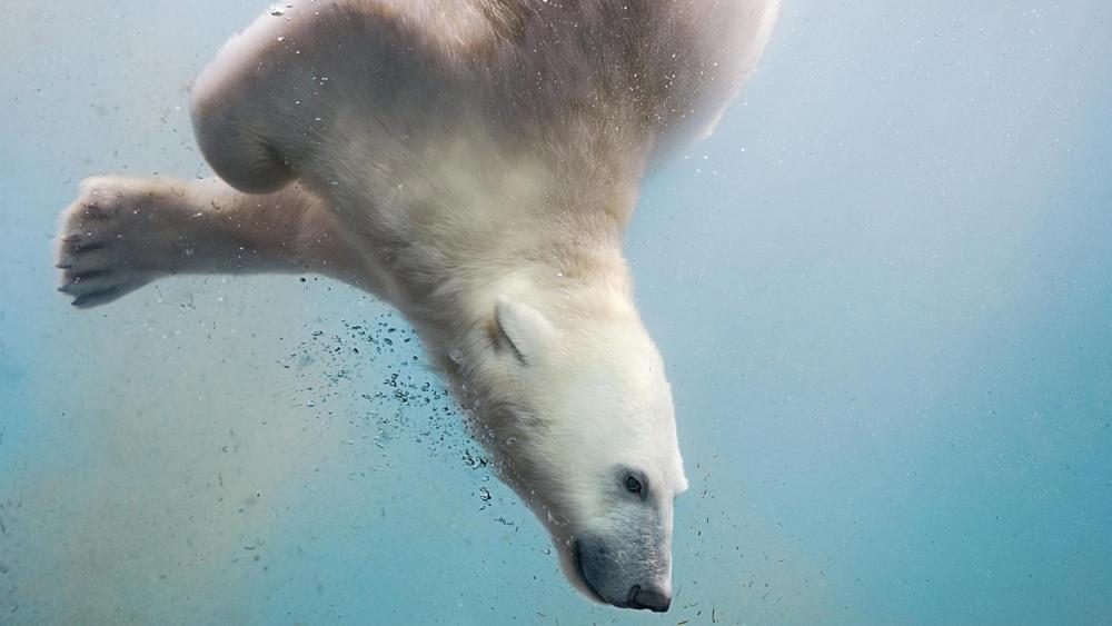 Polar bear under the water wallpaper