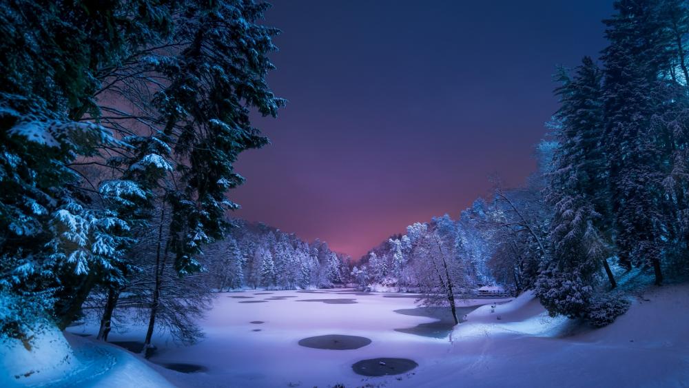 Snowy winter forest at night wallpaper