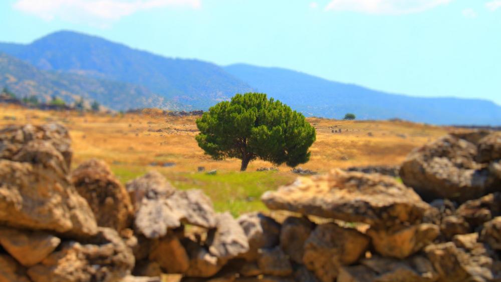 Serene Tree in a Vast Landscape wallpaper