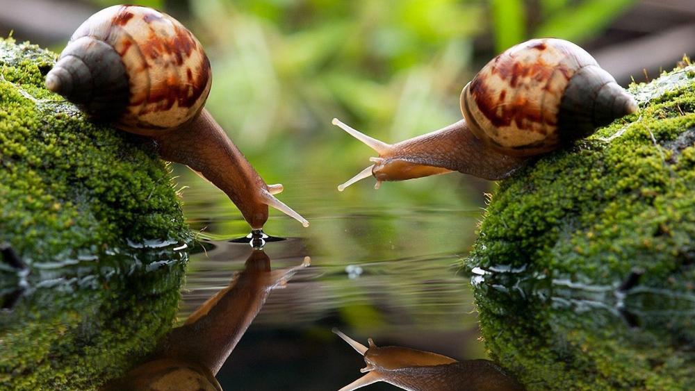 Two snails drinking wallpaper