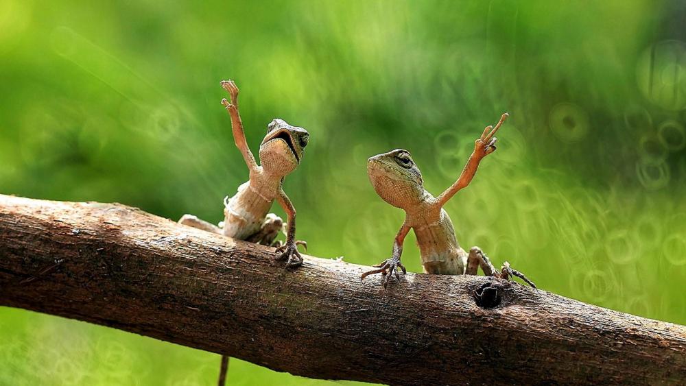 Dancing lizards wallpaper