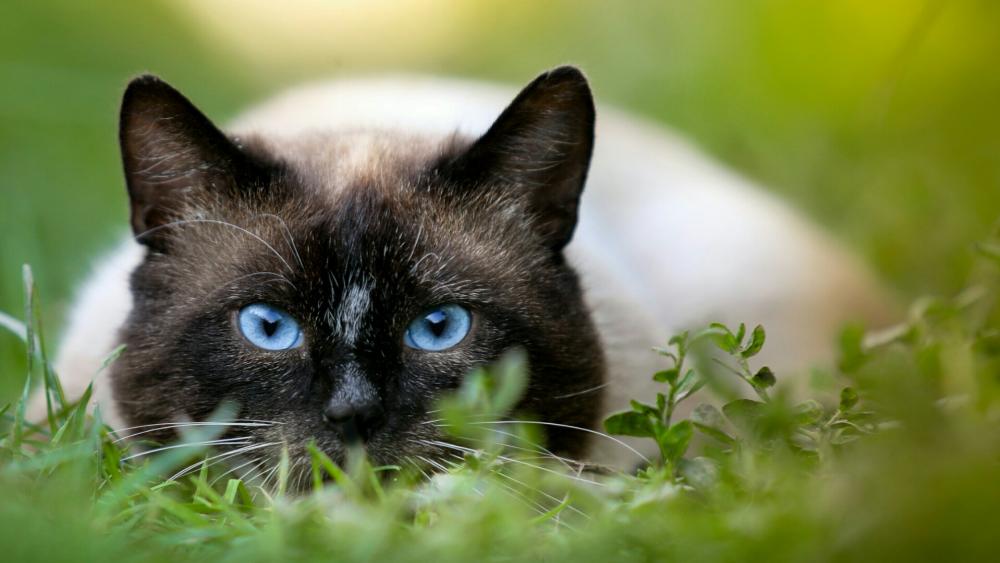 Cat with blue eyes wallpaper