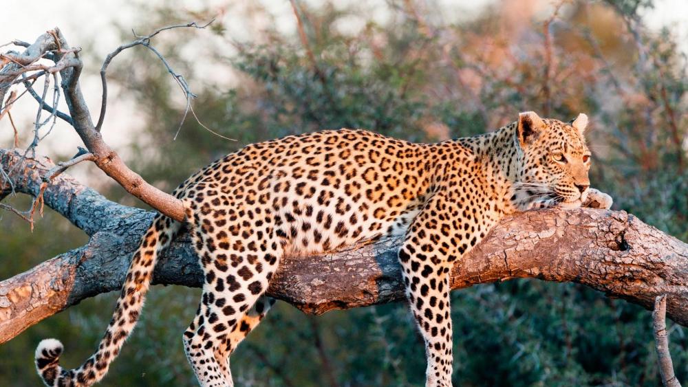 Leopard - Wildlife photography wallpaper