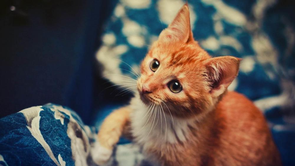 Sweet kitten on the sofa wallpaper