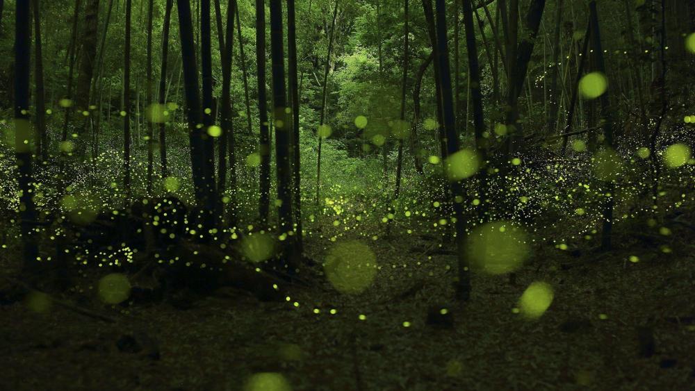 fireflies in the dark forest wallpaper