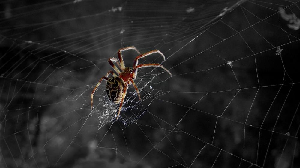 Spider - Macro photography wallpaper