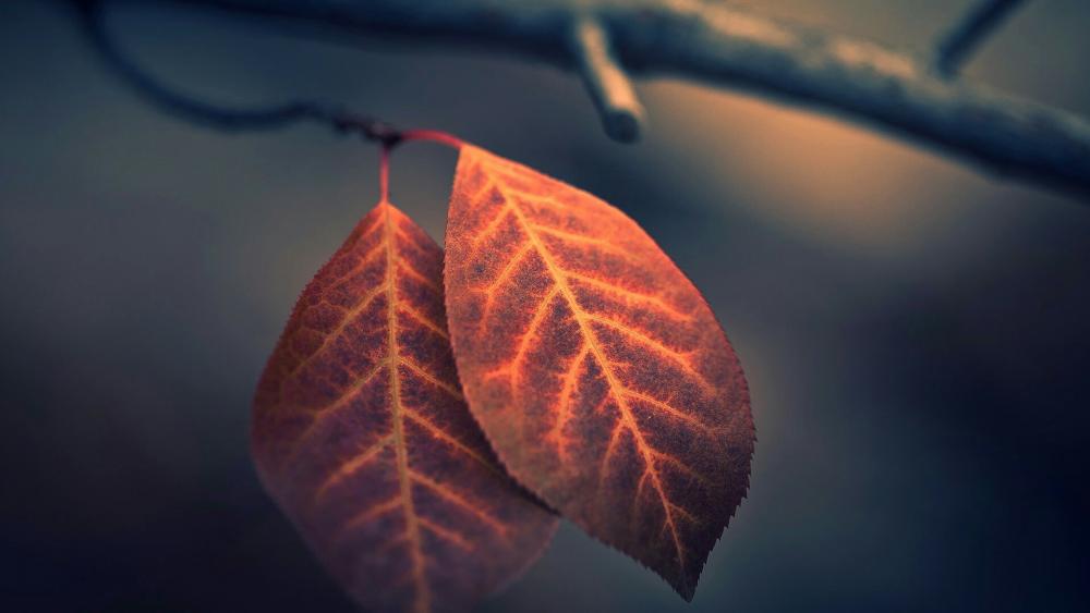 Autumn leaves - Macro photography wallpaper