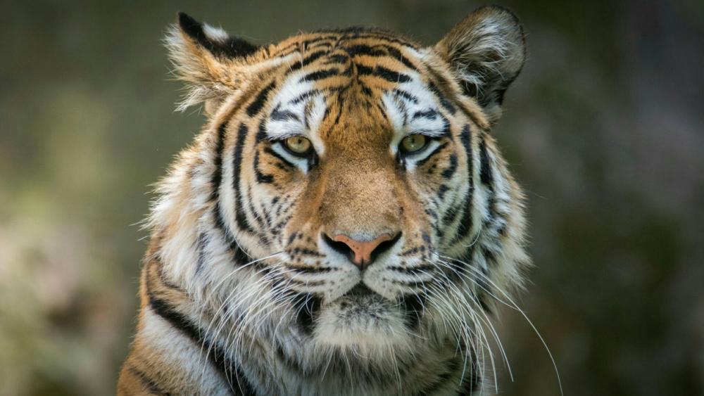Tiger portrait - Wildlife photography wallpaper