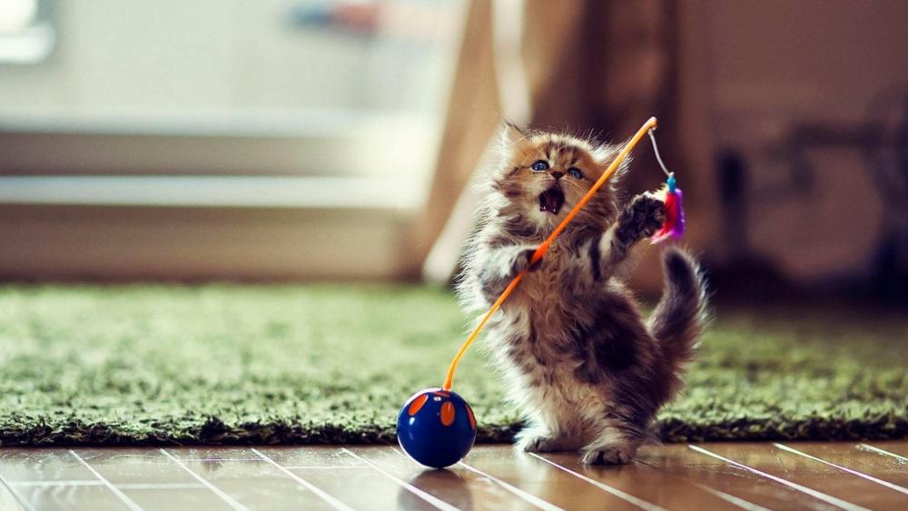 Cute playing kitten wallpaper