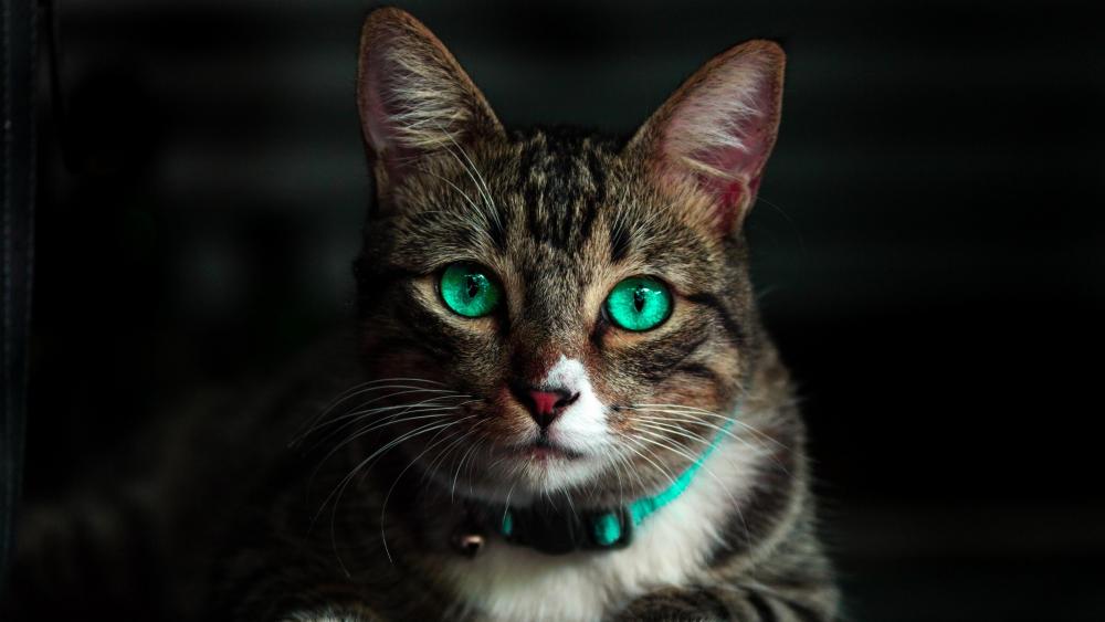 Beatiful photo of a cat with green eyes wallpaper