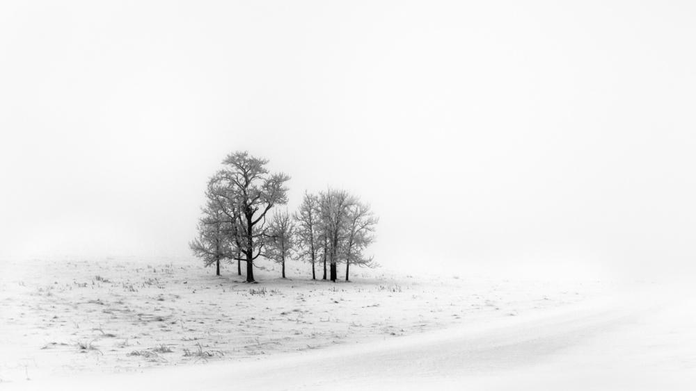 Black and white winter photo wallpaper