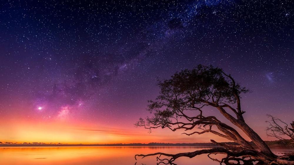 Colorful starry sky with tree wallpaper