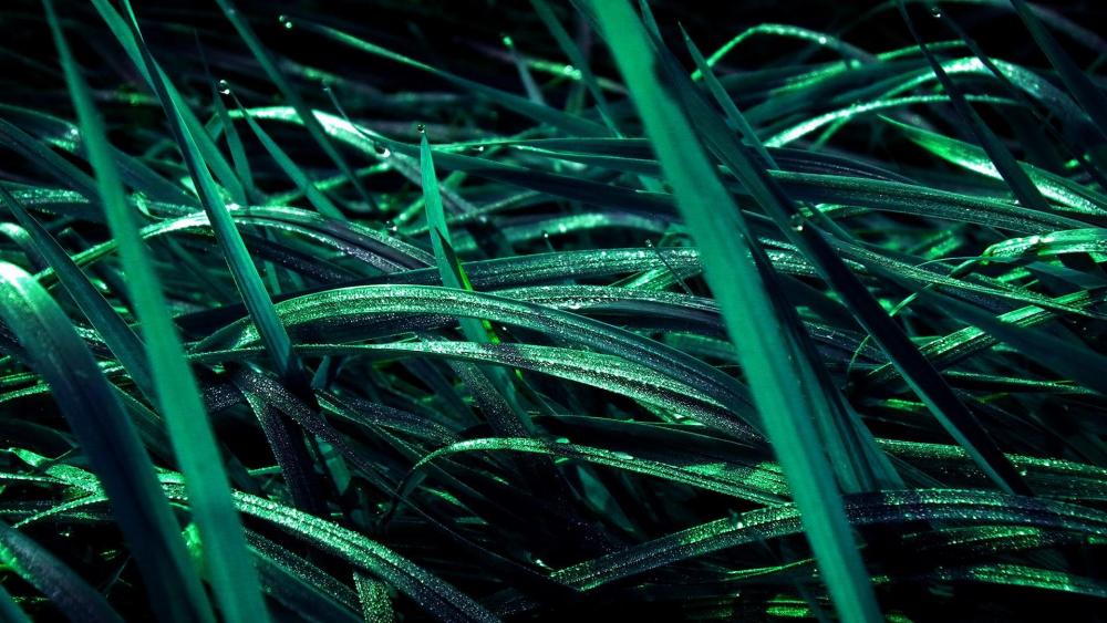 Green grass photography wallpaper