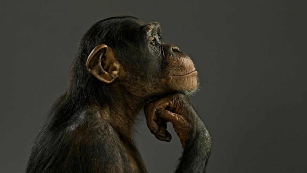 Common chimpanzee thinking wallpaper