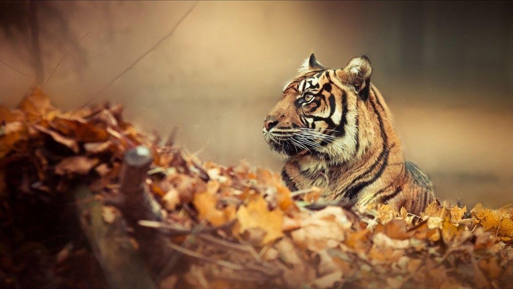 Camoflauged Siberian Tiger wallpaper