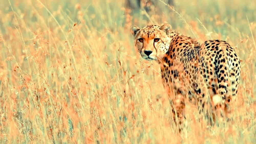 Cheetah in the grass wallpaper