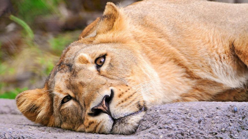 Resting sad lion wallpaper