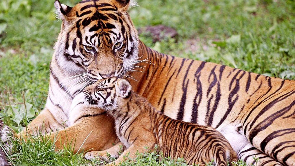 Tiger cub and his mom wallpaper