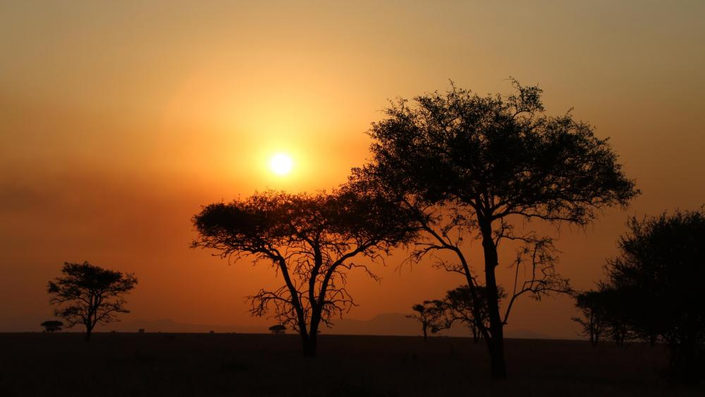 Sunset in the Serengeti wallpaper