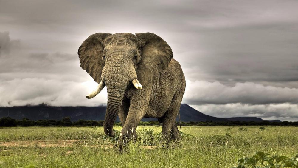 Elephant in the grassfield wallpaper
