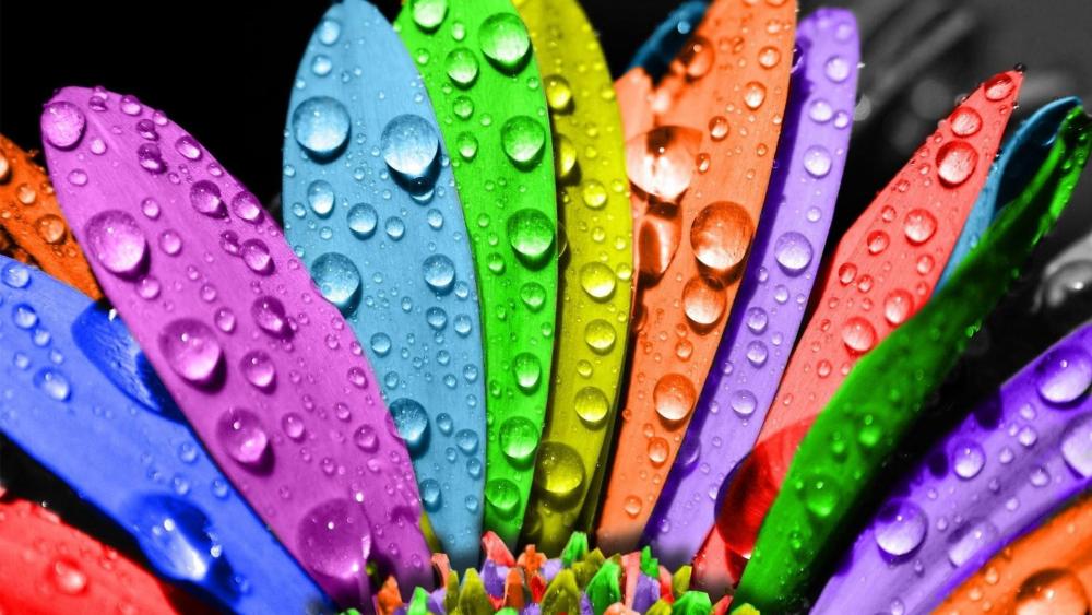 Waterdrops on colorful petals wallpaper