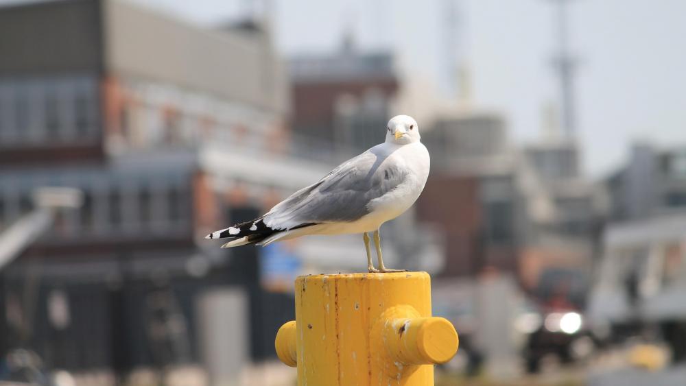 Seagull in the city wallpaper