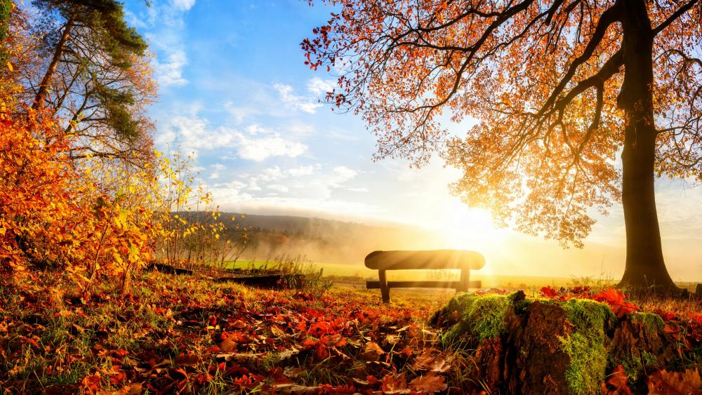 Bench in the autumn sunrise wallpaper
