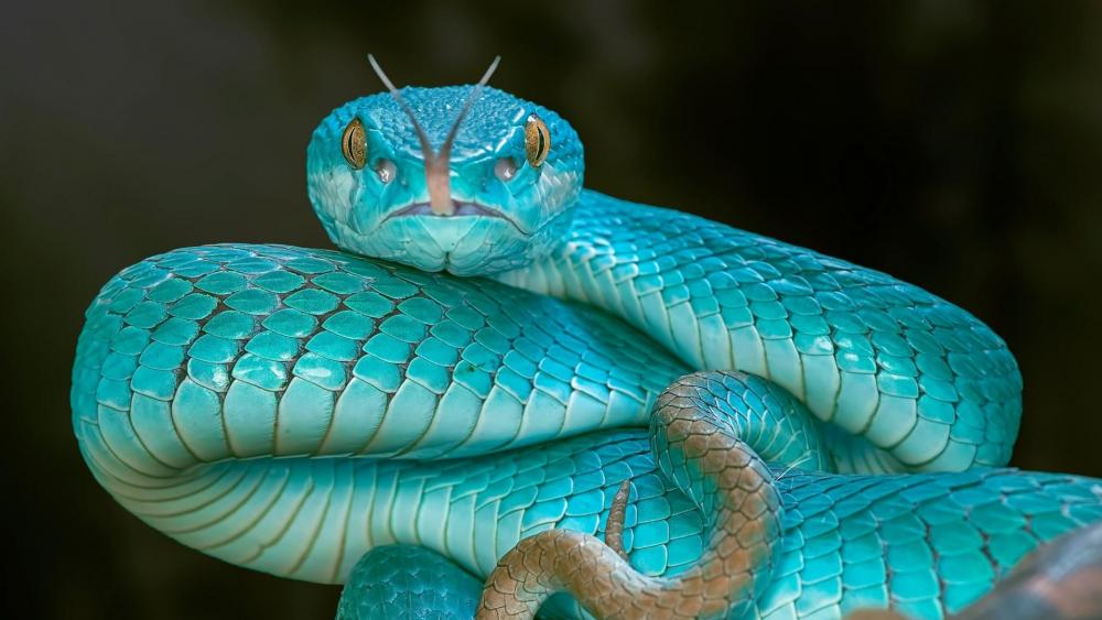 Blue Pit Viper wallpaper