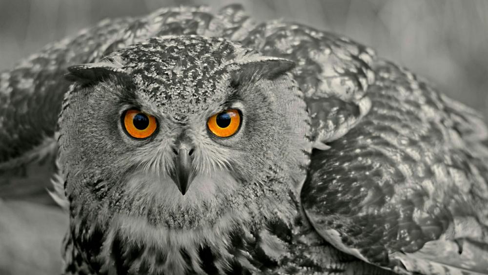 Monochrome owl wallpaper
