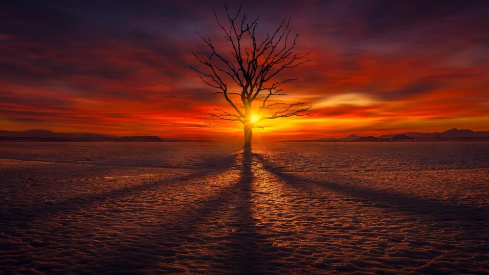 Lonely tree in the sunset wallpaper
