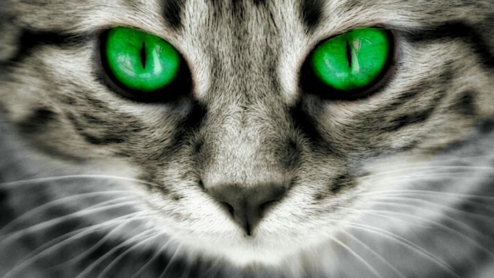 Green-eyed cat wallpaper
