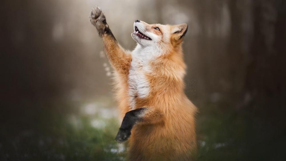 Fox paws wallpaper