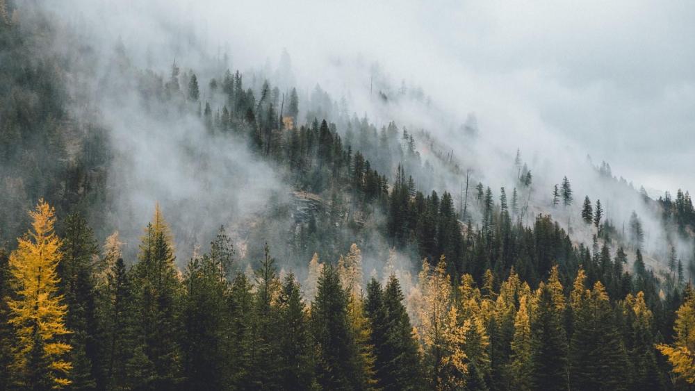 Misty pine forest wallpaper