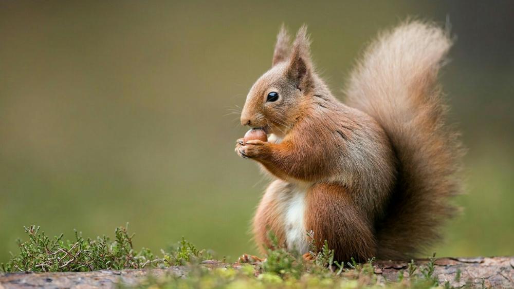 Red squirrel with a nut wallpaper