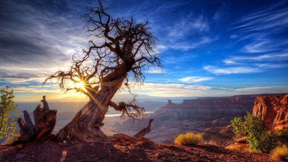 Lonely tree over the canyon wallpaper