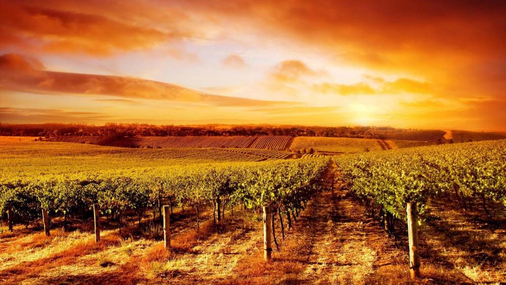 Vineyard in sunset wallpaper