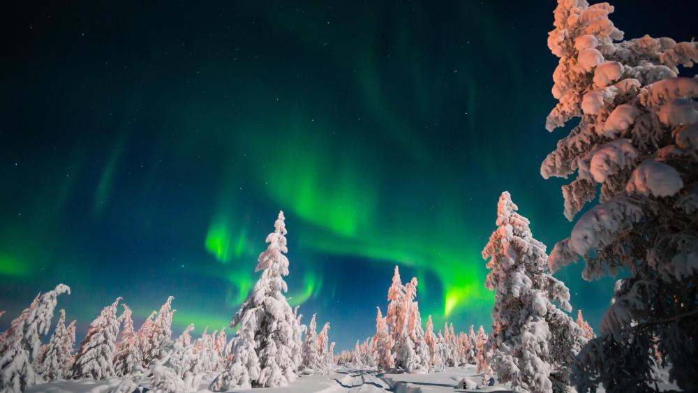 Aurora Borealis over the snowy forest - Sakha, Russia wallpaper