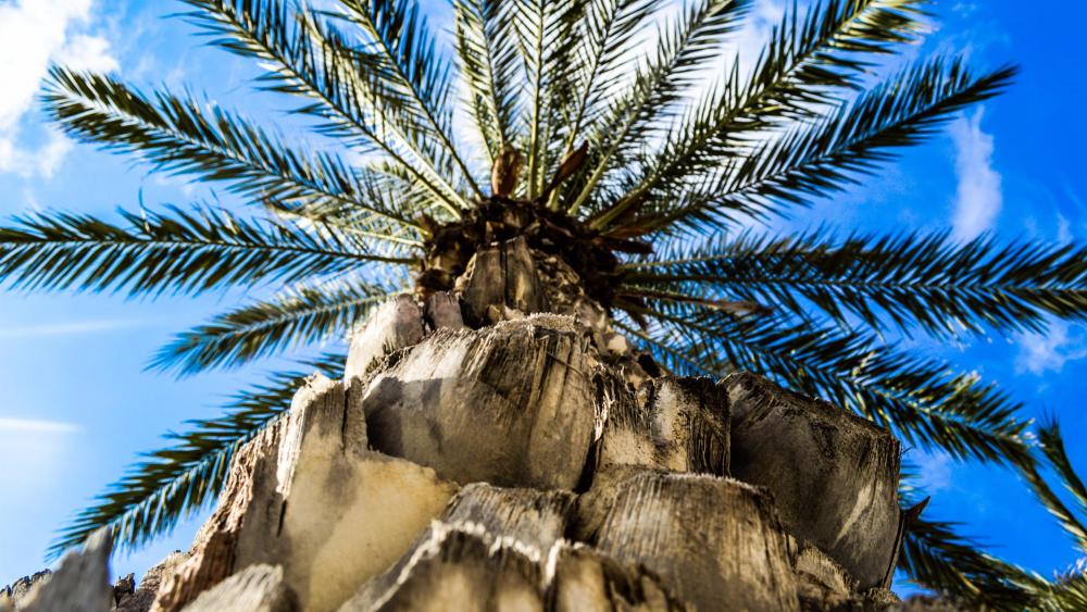 Palm tree and blue sky wallpaper