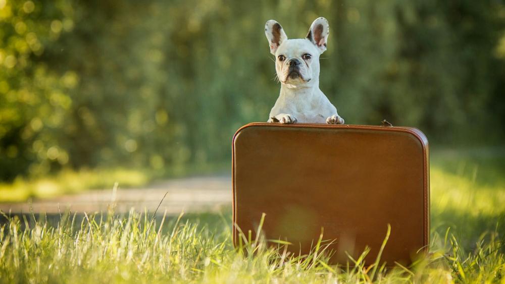 French Bulldog with a suitcase wallpaper